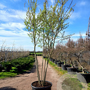 Prunus subh. 'Autumnalis' 250-300 cm container meerstammig