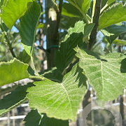 Sorbus latifolia 'Henk Vink' 14-16 HO container