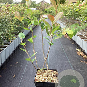 Aronia prunifolia 'Viking' 40-50 cm 3,0L