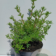 Potentilla f. 'Goldfinger' 30-40 cm 3,0L