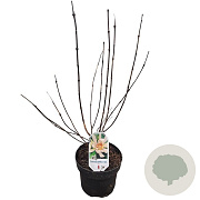 Sinocalycanthus raul. Venus 40-50 cm 5,0L