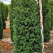 Taxus baccata 175-200 cm draadkluit extra
