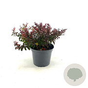 Berberis thunb. 'Atropurpurea Nana' 25-30 cm 3,0L