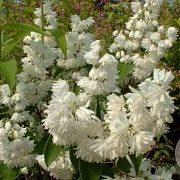 Deutzia cren. 'Pride of Rochester' 30-35 cm 3,0L