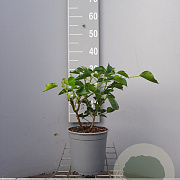Hedera hel. 'Arborescens' 20-25 cm 2,0L