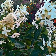 Hydrangea pan. 'Levana' 30-35 cm 3,0L