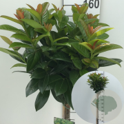 Prunus l. Kleopatra 120 cm stam 10L
