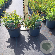 Spiraea jap. 'Genpei' 20-25 cm 3,0L