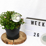 Spiraea jap. 'Little Princess' 20-25 cm 3,0L