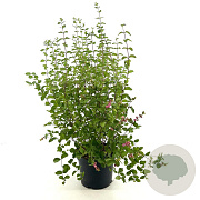 Symphoricarpos d. 'Mother of Pearl' 30-35 cm 3,0L