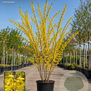 Forsythia int. 'Spectabilis' 250-300 cm container meerstammig
