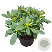 Rhododendron 'Sun Glory' 30-40 cm 5,0L struik