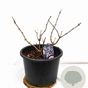 Sambucus nigra Black Lace 40-60 cm 12L