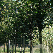 Acer campestre 'Elsrijk' 10-12 HO draadkluit