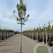 Amelanchier arborea 'Robin Hill' 10-12 HO container