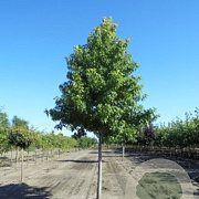 Liquidambar s. 'Worplesdon' 20-25 HO draadkluit