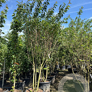 Prunus ser. 'Kanzan' 300-350 cm draadkluit meerstammig