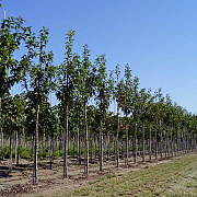 Prunus ser. 'Sunset Boulevard' 16-18 HO draadkluit