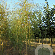 Salix sepulcralis 'Chrysocoma' 16-18 HO draadkluit