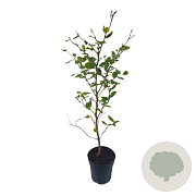 Fagus sylvatica 60-80 cm 2,5L
