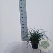 Deschampsia cesp. 'Tardiflora' 35-45 cm 3,0L