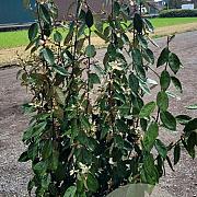 Elaeagnus ebbingei 150-175 cm 20L
