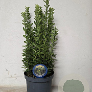 Euonymus jap. 'Green Spire' 30-40 cm 3,0L