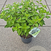 Hydrangea pan. Bobo 20-25 cm 5,0L