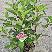 Hydrangea pan. Pinky Winky 20-25 cm 5,0L