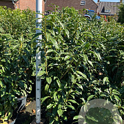 Prunus l. Genolia 100-125 cm 10L