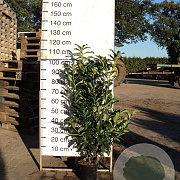 Prunus l. Genolia 80-100 cm 10L