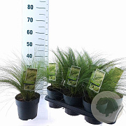 Stipa tenuissima 'Ponytails' 20-25 cm 2,0L