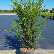Taxus baccata 100-125 cm 10L