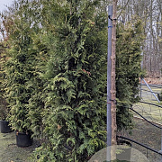 Thuja occ. 'Brabant' 175-200 cm 20L