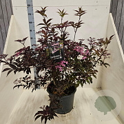 Sambucus nigra Black Beauty 100-125 cm 20L meerstammig