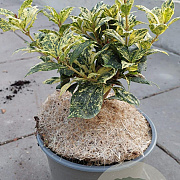Osmanthus heter. 'Goshiki' 20-25 cm 2,0L