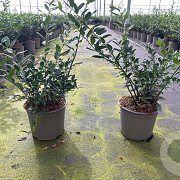 Sarcococca confusa 20-25 cm 2,0L