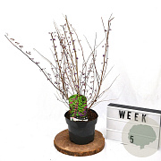 Callicarpa dich. 'Issai' 40-60 cm 3,0L