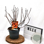 Physocarpus opulif. Diable d'Or 40-60 cm 3,0L