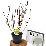 Physocarpus op. Little Leena 40-60 cm 3,0L