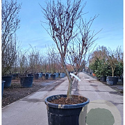 Acer pal. 'Fireglow' 125-150 cm container meerstammig