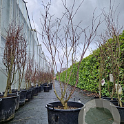 Acer pal. 'Fireglow' 175-200 cm cont. 65L meerstammig