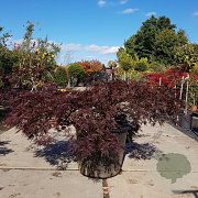 Acer pal. 'Garnet' 20 cm stam container