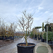 Acer pal. 'Osakazuki' 125-150 cm cont. 130L meerstammig