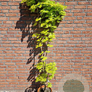 Acer shirasawanum 'Aureum' 125-150 cm 15L
