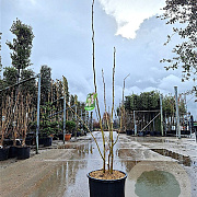 Albizia julibr. Ombrella 125-150 cm 15L