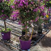 Bougainvillea gl. 'Sanderiana' 100-110 cm 20L stam