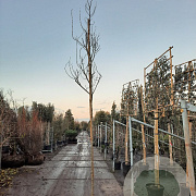 Broussonetia papyrifera 180 cm stam 35L 10-12