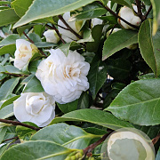 Camellia j. 'Miss Lyla' 125 cm 50L solitair