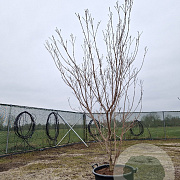 Cornus k. 'Milky Way' 175-200 cm container meerstammig paraplu